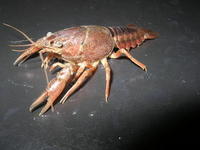 Image of: Procambarus acutus (white river crawfish)