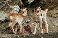 Ammotragus lervia - Barbary Sheep