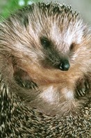 Erinaceus europaeus - Western European Hedgehog