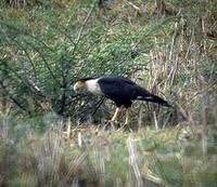 Image of: Caracara plancus (southern caracara)