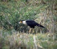 Image of: Caracara plancus (southern caracara)