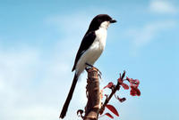 Image of: Lanius collaris (fiscal shrike)