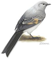Image of: Myadestes townsendi (Townsend's solitaire)