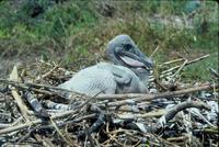 Image of: Pelecanus occidentalis (brown pelican)