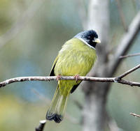 Image of: Spizixos semitorques (collared finchbill)