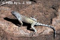 Image of: Cophosaurus texanus (greater earless lizard)