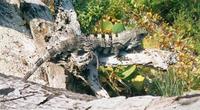 Image of: Ctenosaura similis (ctenosaur)