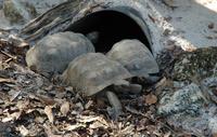 Image of: Gopherus polyphemus (gopher tortoise)