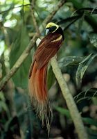 Photo: A Count Raggi's bird of paradise