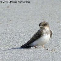 Pale Martin - Riparia diluta