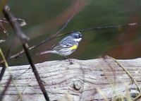 Yellow-rumped Warbler - Dendroica coronata