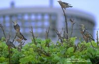 Red-billed Starling - Sturnus sericeus