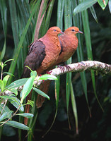 Philippine Cuckoo Dove - Macropygia tenuirostris