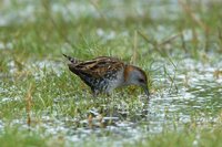 Baillon's Crake