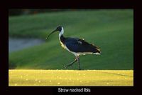 Straw necked Ibis
