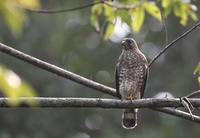 Broad-winged Hawk (Buteo platypterus) photo