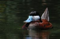 Ruddy Duck - Oxyura jamaicensis