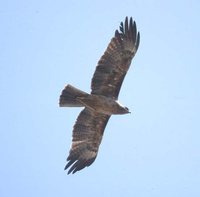 Wahlberg's Eagle - Aquila wahlbergi