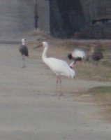 Siberian Crane - Grus leucogeranus