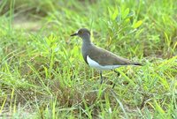 Senegal Plover - Vanellus lugubris