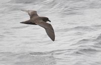 Great-winged Petrel (Pterodroma macroptera) photo