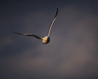 Slaty-backed Gull (Larus schistisagus) photo
