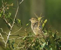 Bachman's Sparrow (Aimophila aestivalis) photo