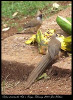 Speckled Mousebird - Colius striatus