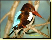 White-throated Kingfisher - Halcyon smyrnensis