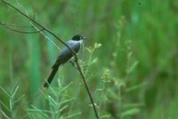 Fork-tailed Flycatcher - Tyrannus savana