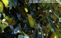 Blue-winged Leafbird - Chloropsis cochinchinensis