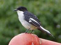 Fiscal Flycatcher - Sigelus silens