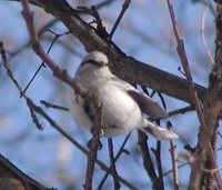 Azure Tit - Cyanistes cyanus