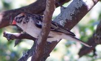 Pin-tailed Whydah - Vidua macroura