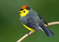 Collared Redstart - Myioborus torquatus