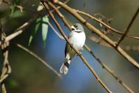 Double-collared Seedeater - Sporophila caerulescens