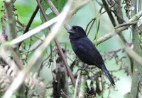 Chestnut-bellied Seed-Finch - Oryzoborus angolensis