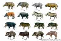 大图中的3种西貒不属于猪科，而是西貒科，只是形态和猪科比较相似，