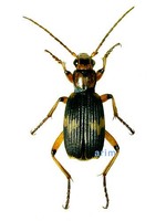 남방폭탄먼지벌레 - Pheropsophus javanus