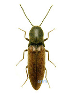 누런방아벌레 - Ectinus sericeus