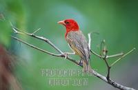 ..., South Africa / ( Anaplectes rubriceps , Anaplectes melanotis , Malimbus rubriceps ) stock phot...