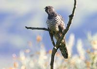 Red-chested Cuckoo (Cuculus solitarius)