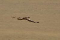 Short-toed Eagle
