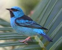 * Blue Dacnis