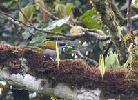 Yellow-shouldered Grosbeak Parkerthraustes humeralis; Sumaco, Ecuador - Nov, 2005 ?? Lou Hegedus