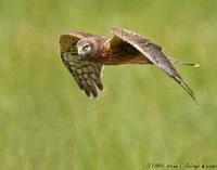 A female Northern Harrier