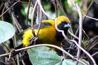 Yellow-backed Oriole