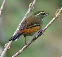 Red-rumped Warbling-Finch, Poospiza lateralis