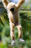 Photo of a baby Lar Gibbon , Hylobates Lar stock photo