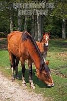 New Forest Mare and Foal , Hampshire , England stock photo